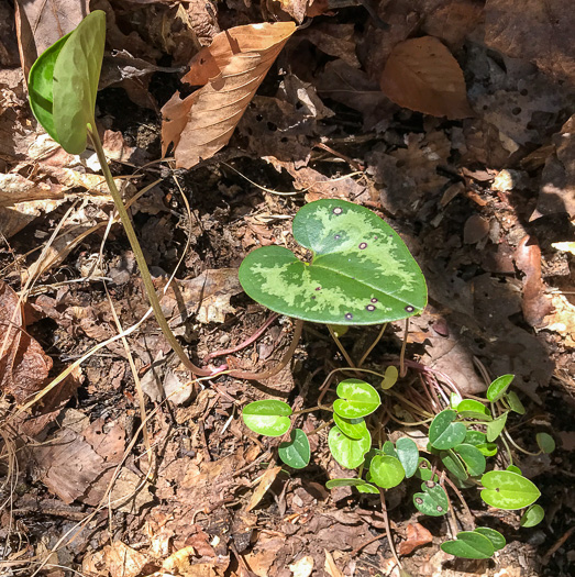 image of Hexastylis minor, Little Heartleaf, Small Heartleaf Ginger