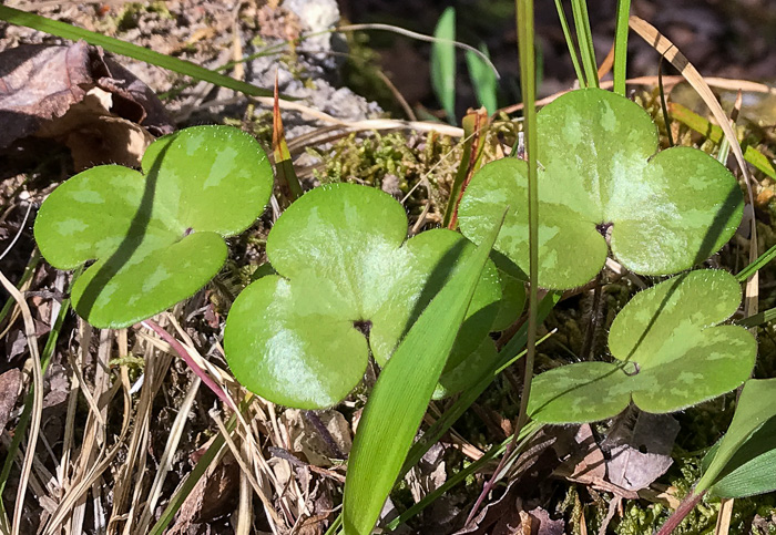 image of Hepatica americana, Round-lobed Hepatica, Round-lobed Liverleaf