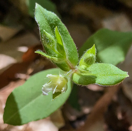 image of Stellaria pubera, Star Chickweed, Giant Chickweed, Great Chickweed, Common Starwort