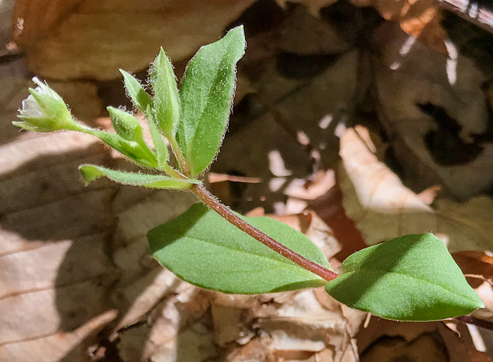image of Stellaria pubera, Star Chickweed, Giant Chickweed, Great Chickweed, Common Starwort