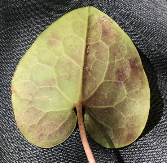 image of Hexastylis minor, Little Heartleaf, Small Heartleaf Ginger