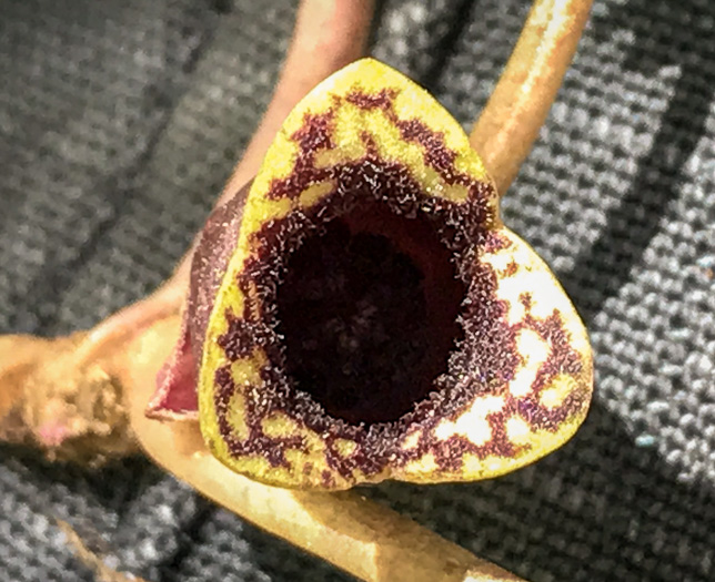 image of Hexastylis minor, Little Heartleaf, Small Heartleaf Ginger
