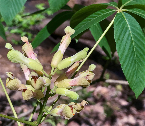 image of Aesculus sylvatica, Painted Buckeye