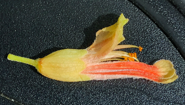 Aesculus sylvatica, Painted Buckeye