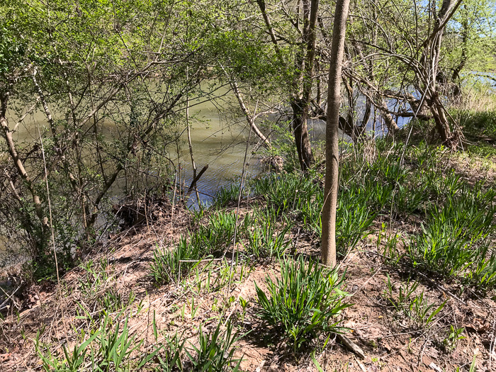 image of Chasmanthium latifolium, River Oats, Northern Sea Oats, Fish-on-a-stringer, Indian Woodoats