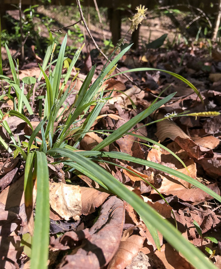 image of Carex laxiculmis, Spreading Sedge