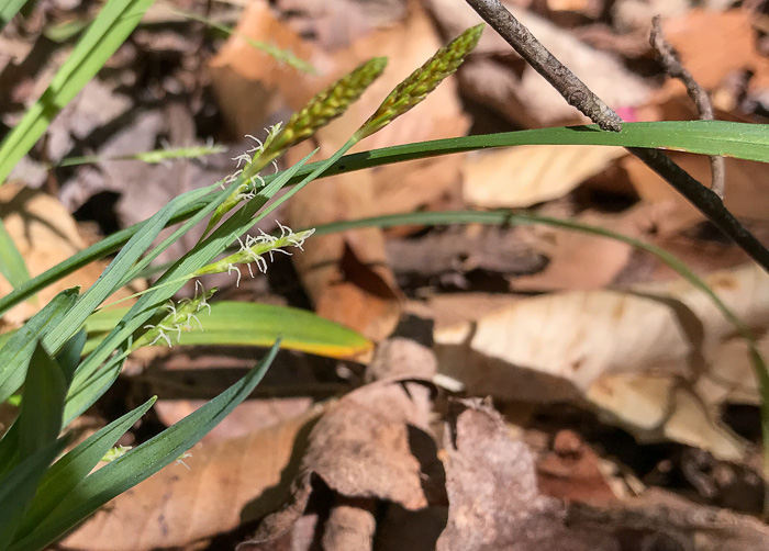 image of Carex laxiculmis, Spreading Sedge