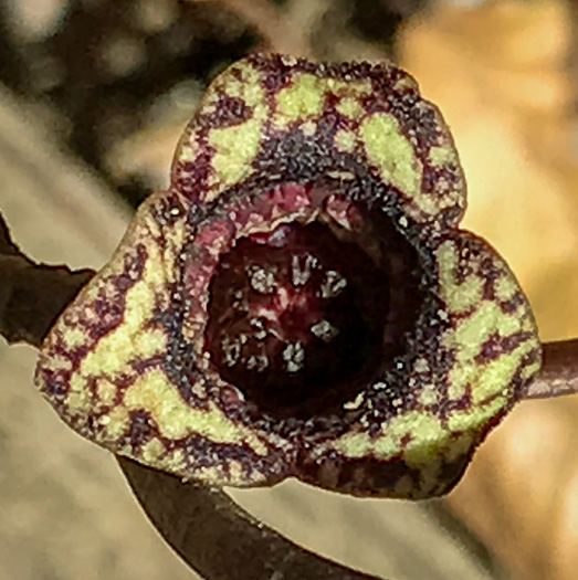 image of Hexastylis minor, Little Heartleaf, Small Heartleaf Ginger