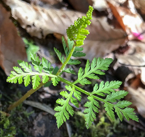 image of Botrypus virginianus, Rattlesnake Fern, Sang-find