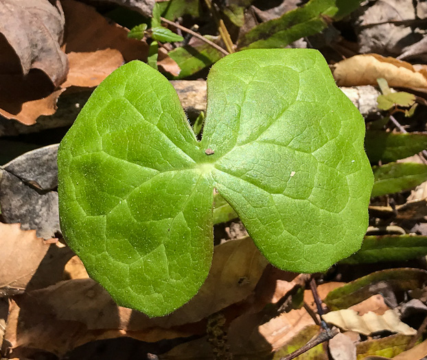image of Podophyllum peltatum, May-apple, American Mandrake