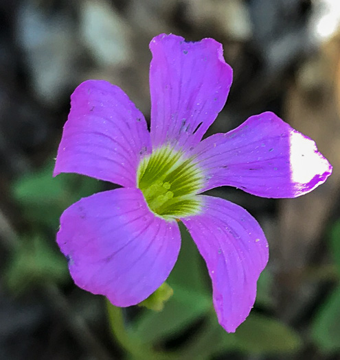 image of Oxalis violacea, Violet Wood-sorrel