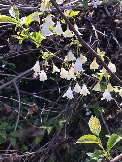 image of Halesia tetraptera var. tetraptera, Common Silverbell