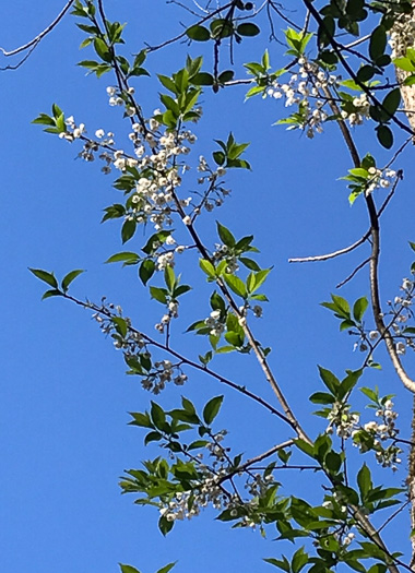 image of Halesia tetraptera var. tetraptera, Common Silverbell