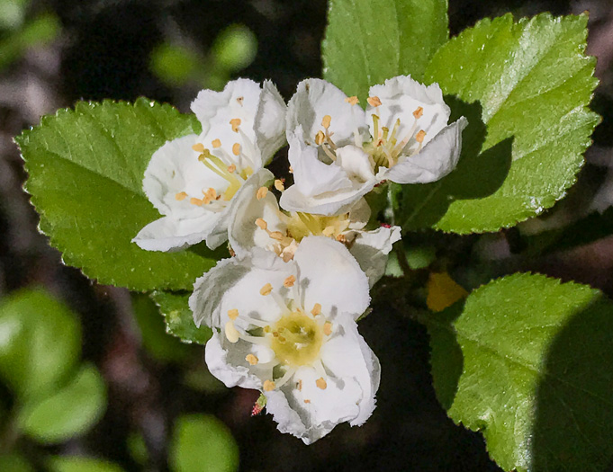 image of Crataegus aprica, Sunny Hawthorn