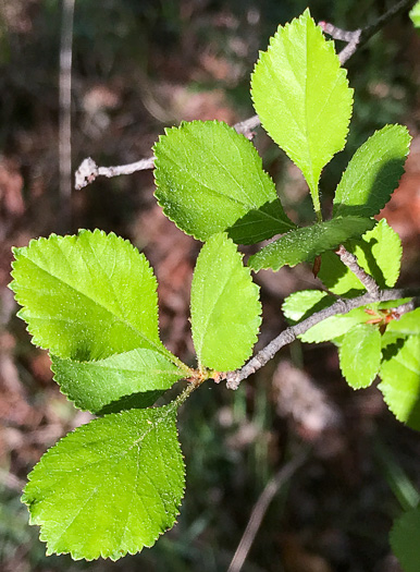 image of Crataegus aprica, Sunny Hawthorn