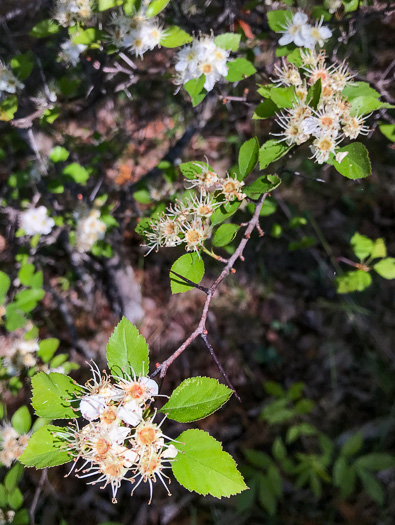 image of Crataegus pinetorum, Pineland Hawthorn