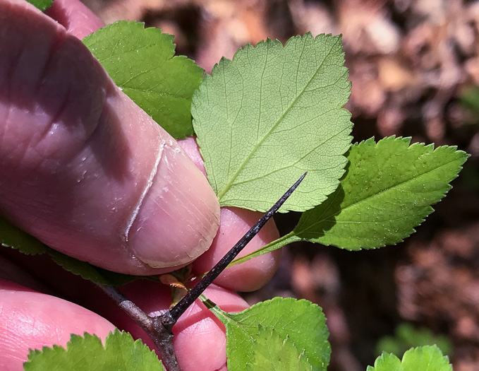 image of Crataegus pinetorum, Pineland Hawthorn