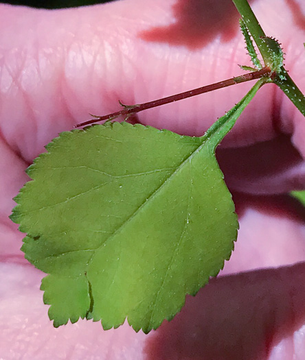 image of Crataegus pinetorum, Pineland Hawthorn