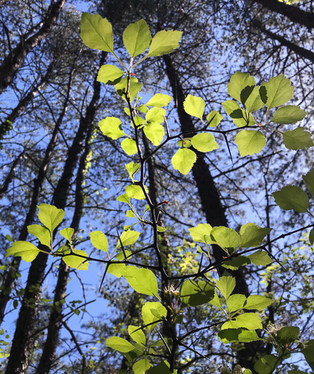 image of Crataegus pinetorum, Pineland Hawthorn