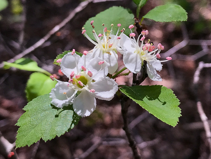 image of Crataegus pinetorum, Pineland Hawthorn