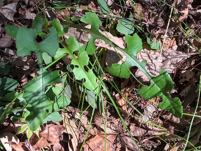 image of Lactuca hirsuta, Red Wood Lettuce, Downy Lettuce, Hairy Lettuce