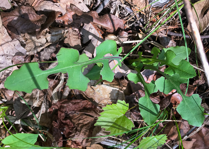image of Lactuca hirsuta, Red Wood Lettuce, Downy Lettuce, Hairy Lettuce