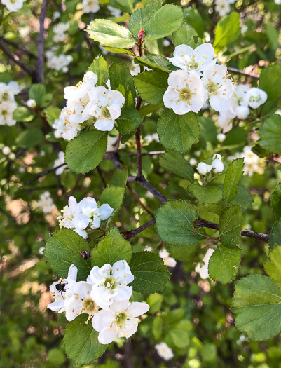 image of Crataegus aprica, Sunny Hawthorn