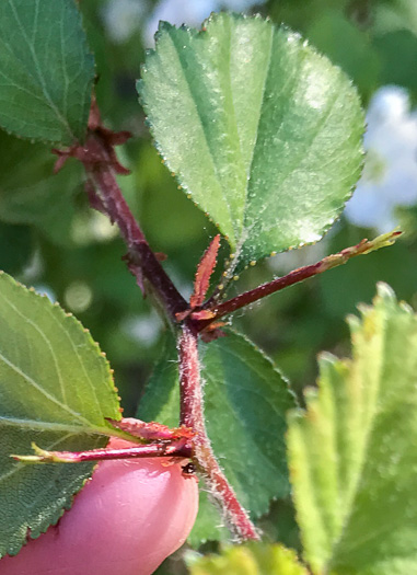 image of Crataegus aprica, Sunny Hawthorn