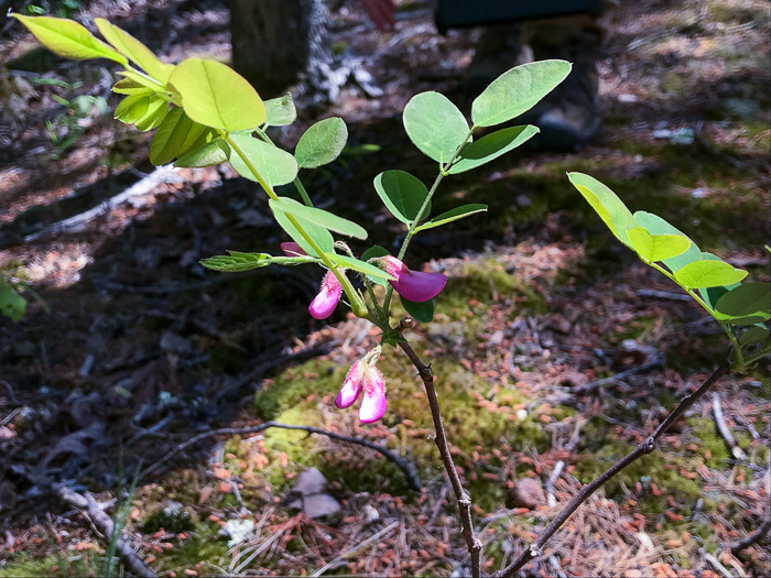 image of Robinia hispida var. rosea, Boynton's Locust