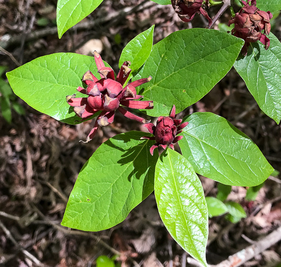 image of Calycanthus floridus, Sweetshrub, Carolina Allspice, Strawberry-shrub
