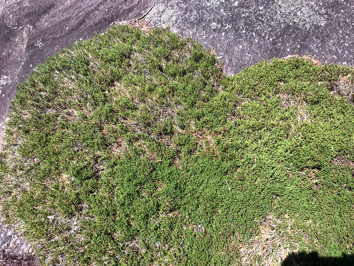 image of Bryodesma tortipilum, Twisted-hair Spikemoss