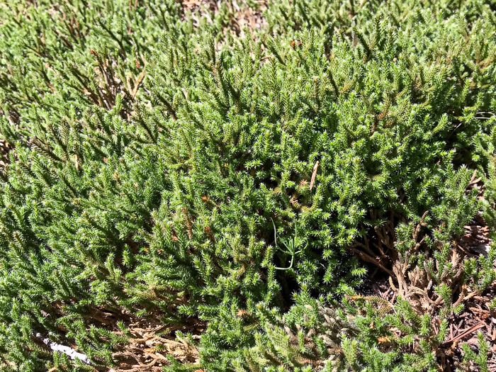 image of Bryodesma tortipilum, Twisted-hair Spikemoss