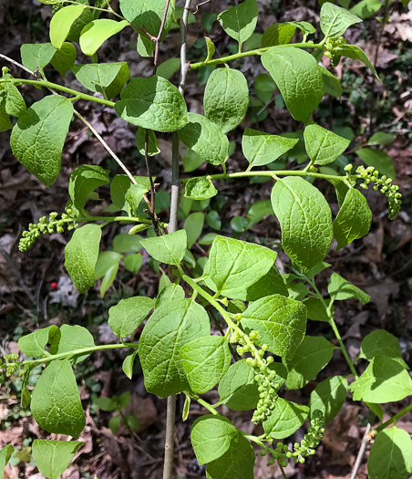 image of Pyrularia pubera, Buffalo-nut, Oil-nut