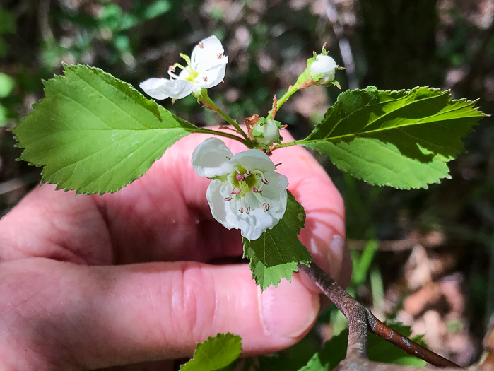 image of Crataegus buckleyi, Buckley's Hawthorn