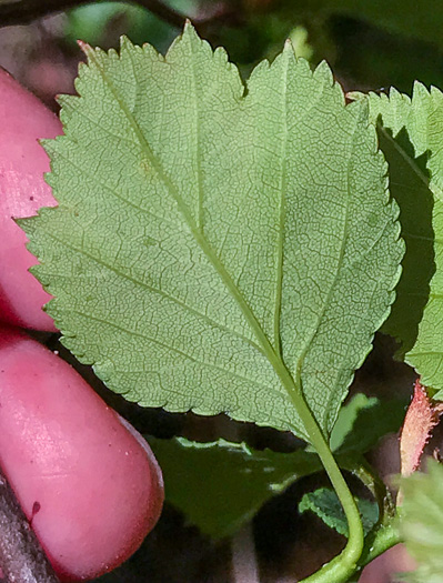 image of Crataegus buckleyi, Buckley's Hawthorn