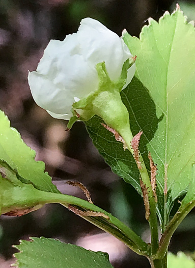 image of Crataegus buckleyi, Buckley's Hawthorn