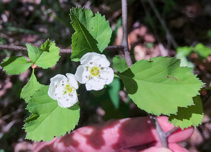image of Crataegus buckleyi, Buckley's Hawthorn