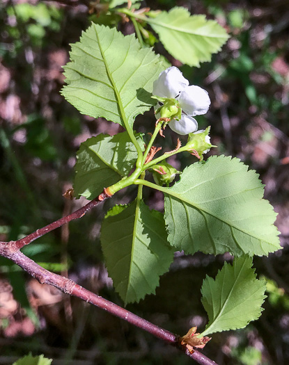 image of Crataegus buckleyi, Buckley's Hawthorn