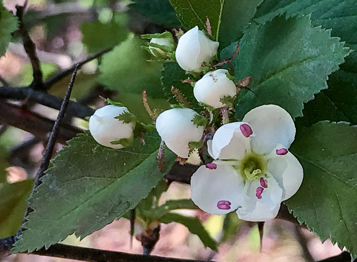 image of Crataegus buckleyi, Buckley's Hawthorn