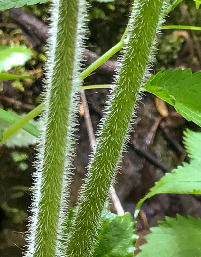 Astilbe biternata, Appalachian False Goatsbeard, Appalachian Astilbe
