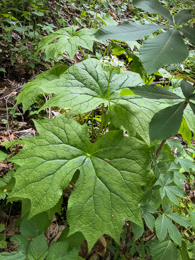 image of Diphylleia cymosa, Umbrella-leaf, Pixie-parasol
