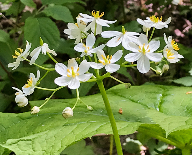 image of Diphylleia cymosa, Umbrella-leaf, Pixie-parasol