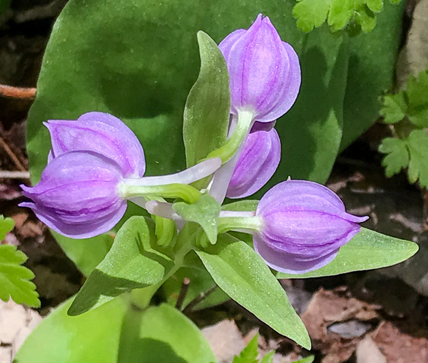 image of Galearis spectabilis, Showy Orchis