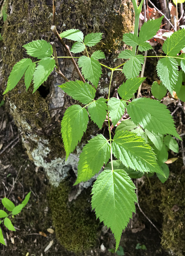 image of Aruncus dioicus var. dioicus, Eastern Goatsbeard, Bride's Feathers