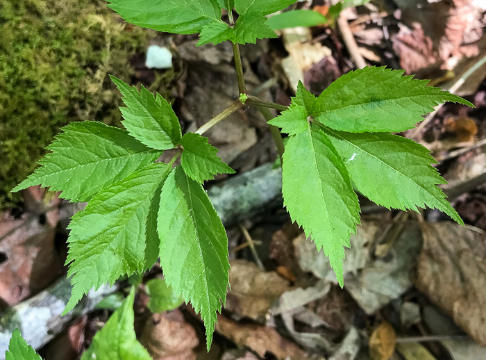 image of Panax quinquefolius, American Ginseng, Sang