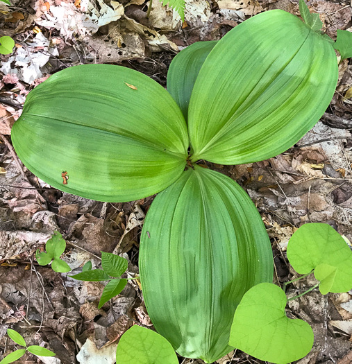image of Melanthium parviflorum, Mountain Bunchflower, Small-flowered Hellebore, Small False Hellebore, Appalachian Bunchflower
