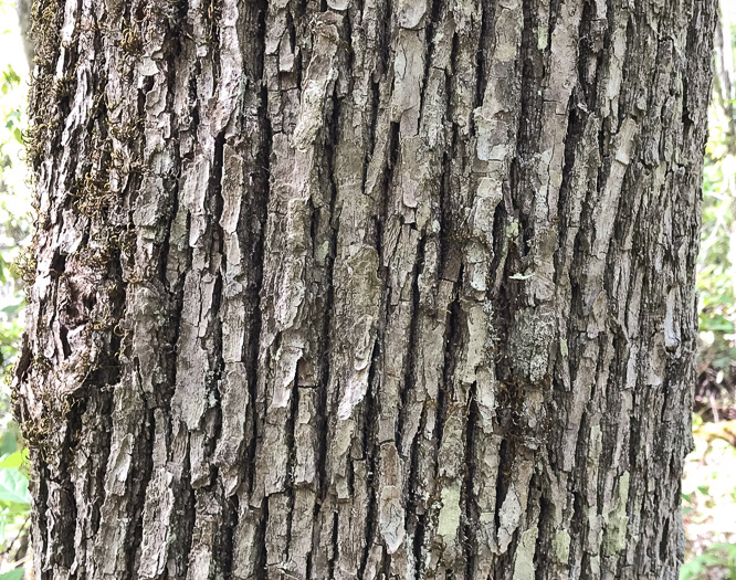 image of Magnolia acuminata var. acuminata, Cucumber Magnolia, Cucumber-tree