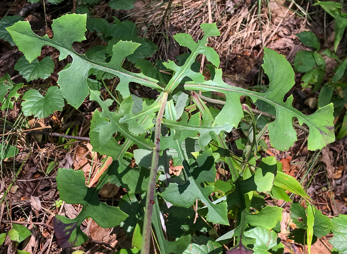 image of Lactuca hirsuta, Red Wood Lettuce, Downy Lettuce, Hairy Lettuce
