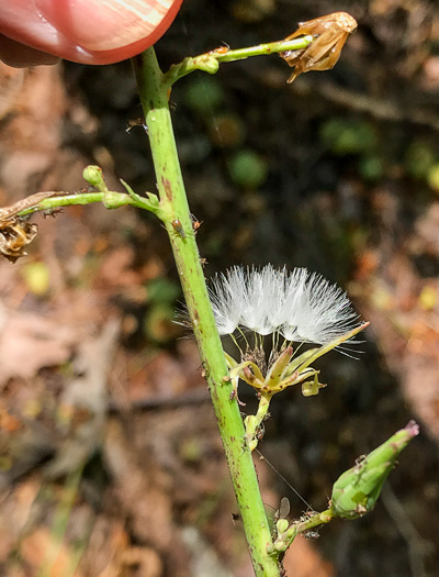 image of Lactuca hirsuta, Red Wood Lettuce, Downy Lettuce, Hairy Lettuce