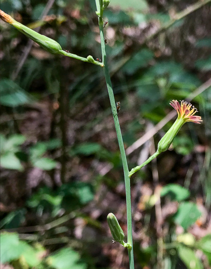 image of Lactuca hirsuta, Red Wood Lettuce, Downy Lettuce, Hairy Lettuce